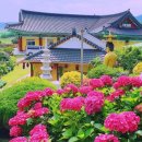 6월 진도, 운림산림욕장수국과 여행하기 좋은 20곳