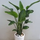 하나숙녀복 이미지