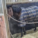 본마사동 이미지