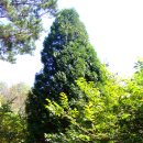 △ 서양측백[American arborvitae] 이미지