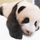 판다오라 이미지