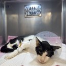 금빛동물병원 이미지