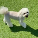 선사애견 이미지