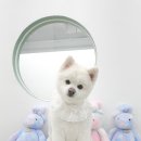 섬댕 강아지 미용실 이미지