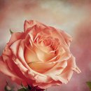 로즈미꽃작업실 | 5월 14일 로즈데이, 장미로 전하는 사랑과 감사의 날