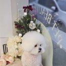 빠몽(PAWMONG) 이미지