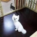 꽁이몰 네이버블로그