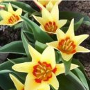 Dwarf Tulip( Tulipa Ancilla x cultivar ) 이미지