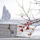 울릉도드림 이미지
