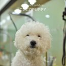 루이비숑 이미지