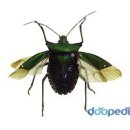 희철 카카오 검색결과