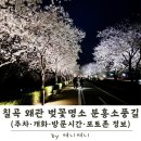 분홍강아지 | 칠곡 왜관 벚꽃 명소 분홍소풍길 | 현지인만 아는 야경 데이트 코스