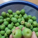 황금빛농장 이미지