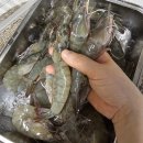 Feels_A♥ 가격인하!! 산지직송~! 살이 꽉차 오른 통통 신안활새우/당일수확