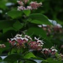 금강송 생태경영림 이미지