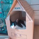 냥이네 | 고양이모래 추천 칠냥이네 싸냥 프리미엄 벤토나이트 후기 숨숨집 패키지까지 완벽!