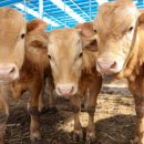 축협동물병원 | 비육우 사료 급여, 하루 몇 번이 정답일까?