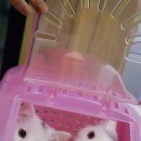 탑그루밍 이미지