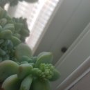 요고요고 이미지