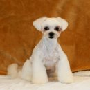 때빼고 광나개 이미지