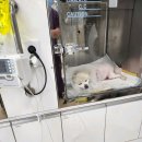THE DOG SALON 이미지