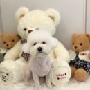 댕그루밍 이미지