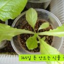 오작교 이미지