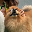 제제네 멍치원 이미지