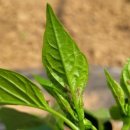 최고농약사 이미지