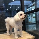 운정24시동물의료센터 이미지