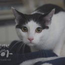 이호동물병원 이미지