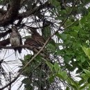 황칠나무집 이미지