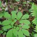 산삼고을 이미지