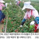 고창복분자