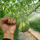 해인농장 이미지