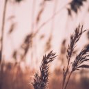 꿈꾸는 백마강 이미지