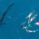 고래로L 이미지