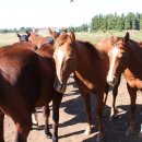 경보목장 이미지