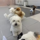 퍼피파파 | 강서 애견미용실, 애견유치원 추천 &#39;퍼피파파&#39; 후기 !!