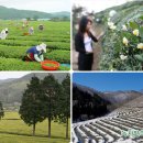 보성녹차사랑 이미지