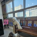 장보는강아지와고양이 신호점 | 명지애견용품할인매장 '장보는 강아지와 고양이 부산신호점' 와 진짜 인터넷보다싸다 애견용품계의...