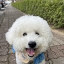출근길 강아지 유치원 네이버블로그