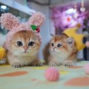 강남 고양이 분양 캣프렌즈 이미지