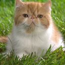 강남고양이 분양 히어로펫 | 강남고양이분양 히어로펫