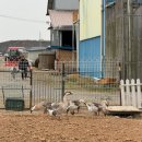 마곡로 | 김포 체험카페 벼꽃농부｜경운기 타고 꿀떡 만든 후기