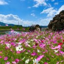 코스모스 이미지