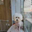 도담도담펫살롱 이미지