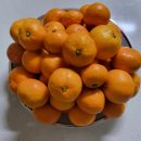 유라농장 | 농라-제주미소농장 유라조생 혼합귤 구매후기