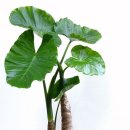 알로카시아 이미지