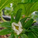 딸기밭 부농 이미지